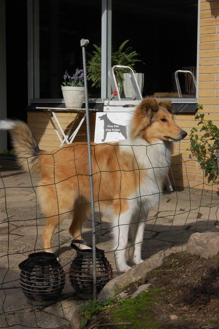 Collie langhåret CHILLI | Prinsessen - Udstålingen fejler intet ..  Se billedet længere nede, med hegnet og se hvor STOR hun er blevet ;) Foto: Jeanette R. Mehl billede 3
