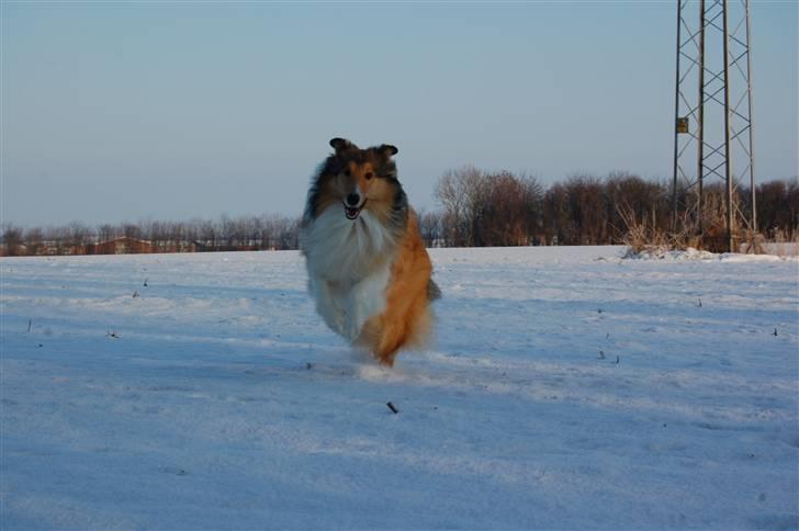 Collie langhåret CHILLI | Prinsessen - Sne vejr. December 2010 - Jeanette R. Mehl billede 4