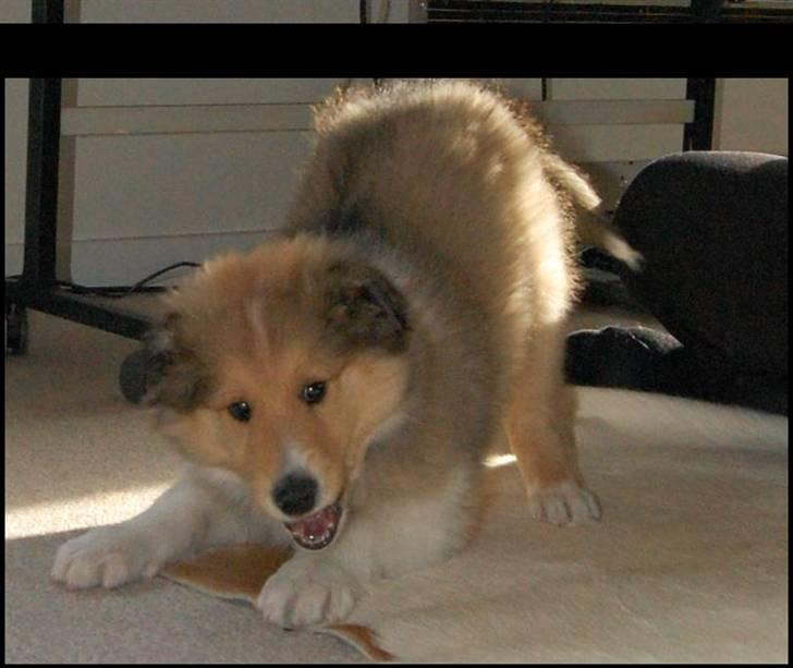 Collie langhåret CHILLI | Prinsessen - would you like to play with me? :] - Jeanette R. Mehl billede 5