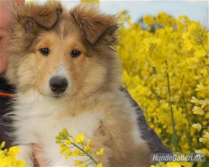 Collie langhåret CHILLI | Prinsessen - Chilli som pette Hvalp :o)! - Jeanette R. Mehl billede 6