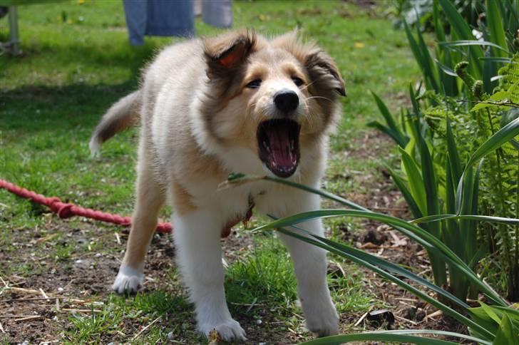 Collie langhåret CHILLI | Prinsessen - GRRRA ! Jeg er en FARLIG løve ! <3 ;) - Jeanette R. Mehl billede 9