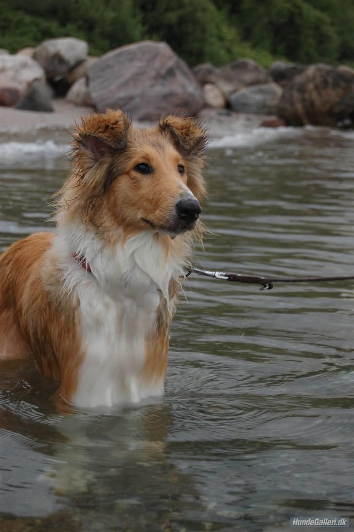 Collie langhåret CHILLI | Prinsessen - Chilli, you are so beautiful. - The first time water <33 Foto: Jeanette Mehl. billede 10
