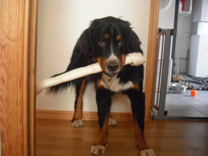 Berner sennenhund Samson - :D billede 11