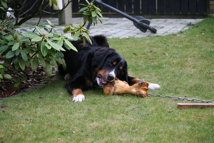 Berner sennenhund Samson - Det er altid godt med et lille kødben :P billede 12