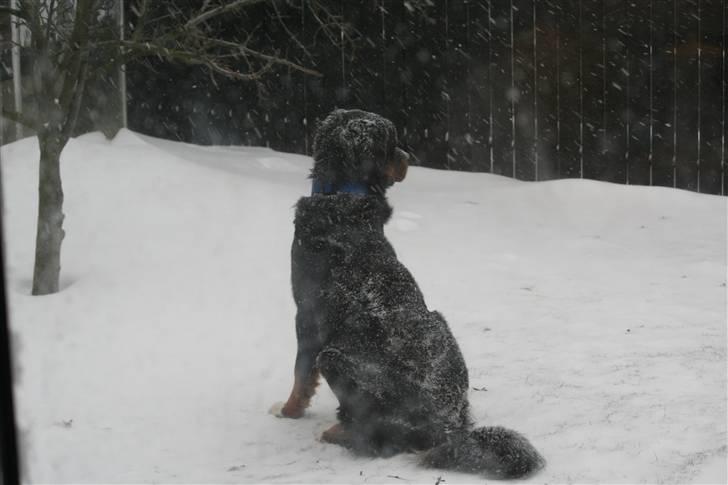 Berner sennenhund Samson - Det er bare hyggeligt og sidde og se på at det sner :) billede 13