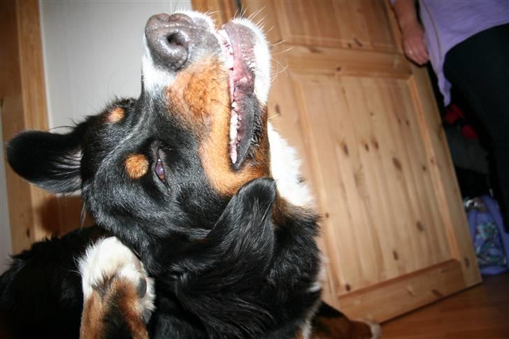 Berner sennenhund Samson - Uhh jeg klør bag øret :D billede 14