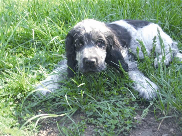 Cocker spaniel Bailey - Bailey som lille (: billede 10