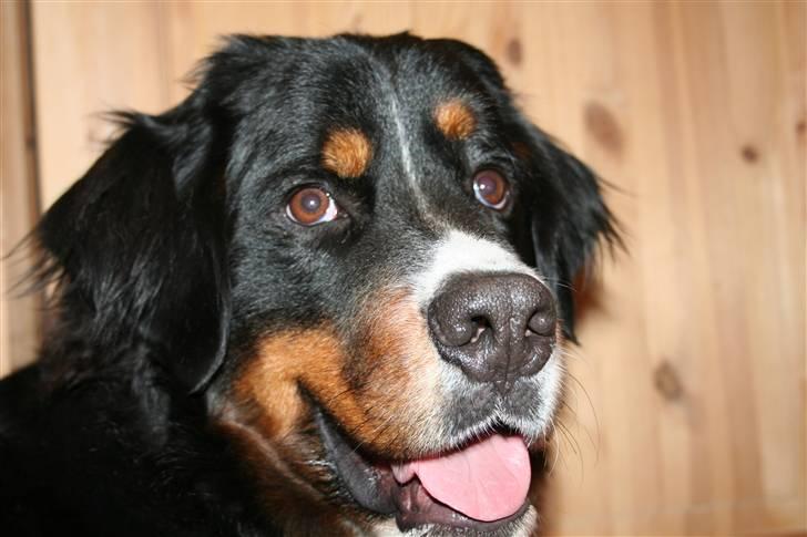 Berner sennenhund Samson - Samson<3 billede 15