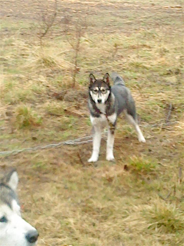 Siberian husky Luna - Velkommen til Luna´s profil (; - Undskyld kvaliteten på billedet s; billede 1