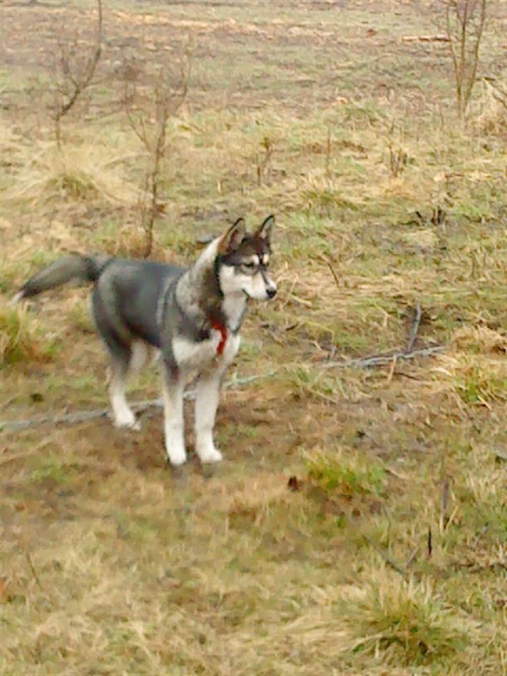 Siberian husky Luna - Velkommen til Luna´s profil (; - Undskyld kvaliteten på billedet s; billede 2