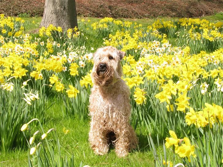 Irish softcoated wheaten terrier Hemi - God sommer til alle jer derude billede 16