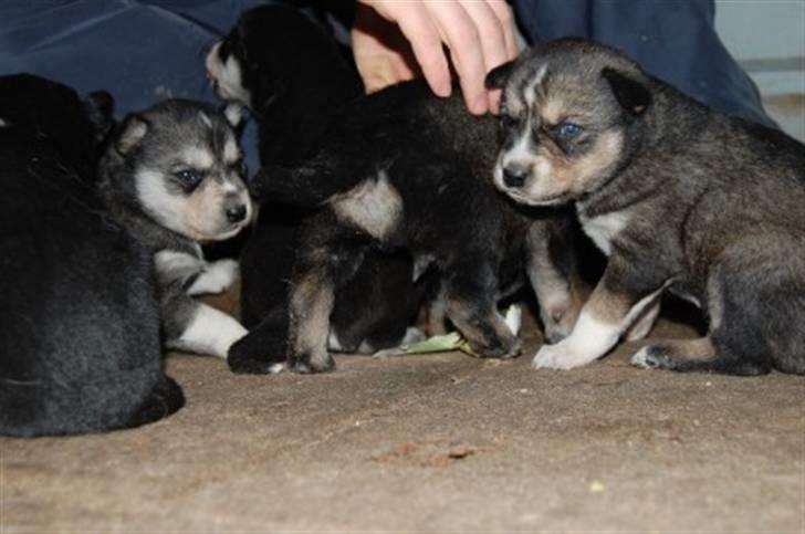 Siberian husky Luna - Lille bitte hvaps (; billede 3