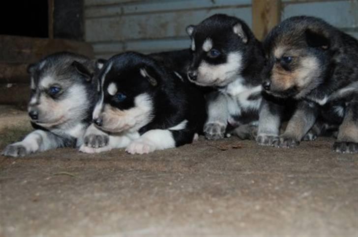 Siberian husky Luna - SÅ godt taget (; - Luna ligger yderst til Venstre :D billede 4