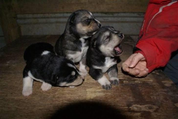 Siberian husky Luna - Hvorfor gaber du Liva?(; billede 5