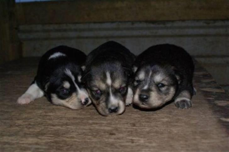 Siberian husky Luna - Jeg er SÅ populær :D billede 6