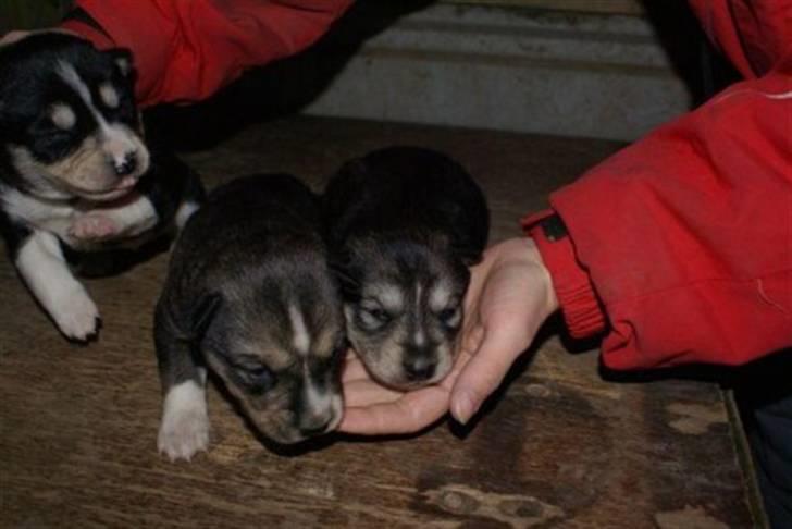 Siberian husky Luna - Søøøøs!i; JEg vil oss ligge her! billede 7