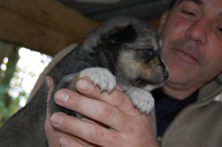 Siberian husky Luna - Nurh Skat!<3 billede 9