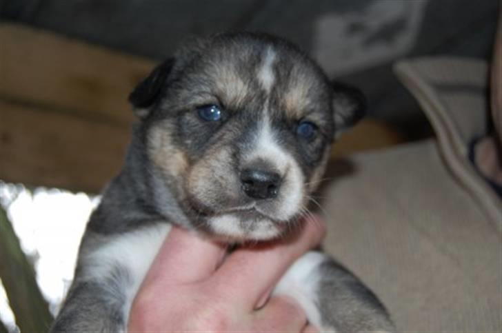 Siberian husky Luna - Haha Smukke (;  billede 10