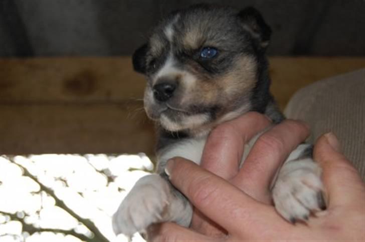 Siberian husky Luna - Nuuurh pus(; billede 11