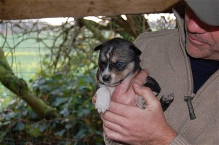 Siberian husky Luna - Hva? billede 12