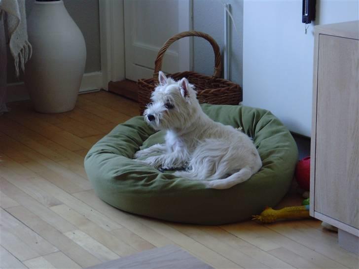 West highland white terrier Whisky billede 10