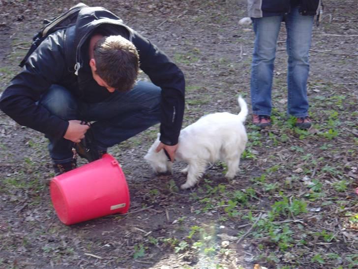 West highland white terrier Whisky - Maxpoint i udfordringen "under hvilken spand ligger pølsen gemt" Det var næsten for nemt;) billede 13
