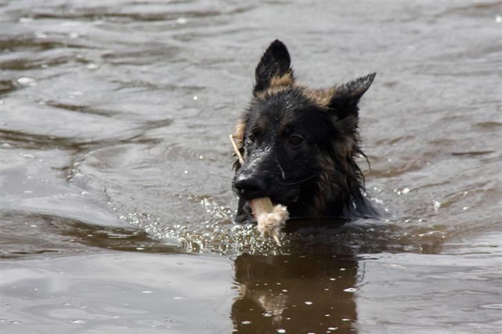 Schæferhund Gwen Von Haus Lenox billede 1