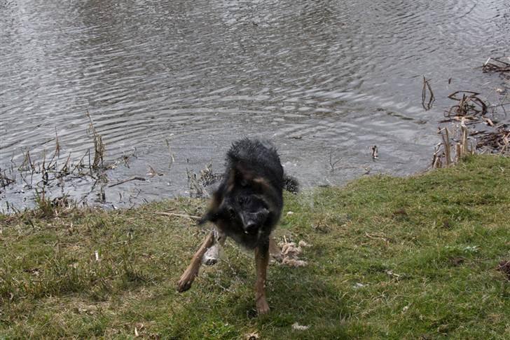 Schæferhund Gwen Von Haus Lenox billede 2