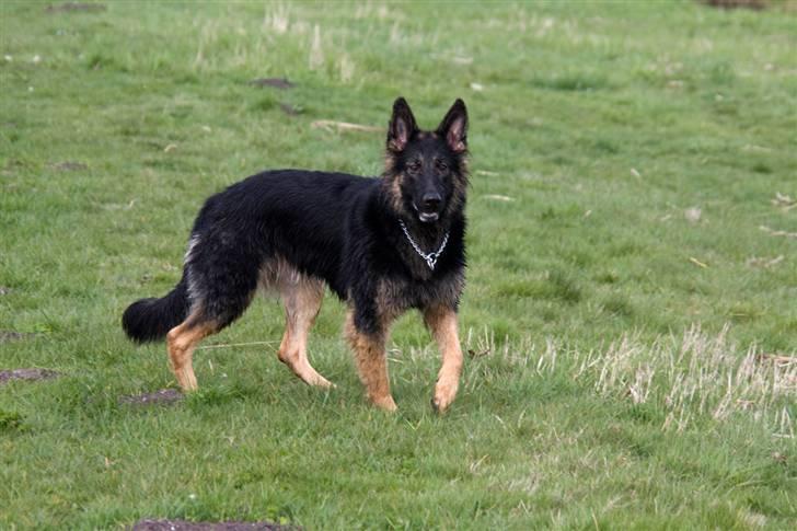 Schæferhund Gwen Von Haus Lenox billede 3