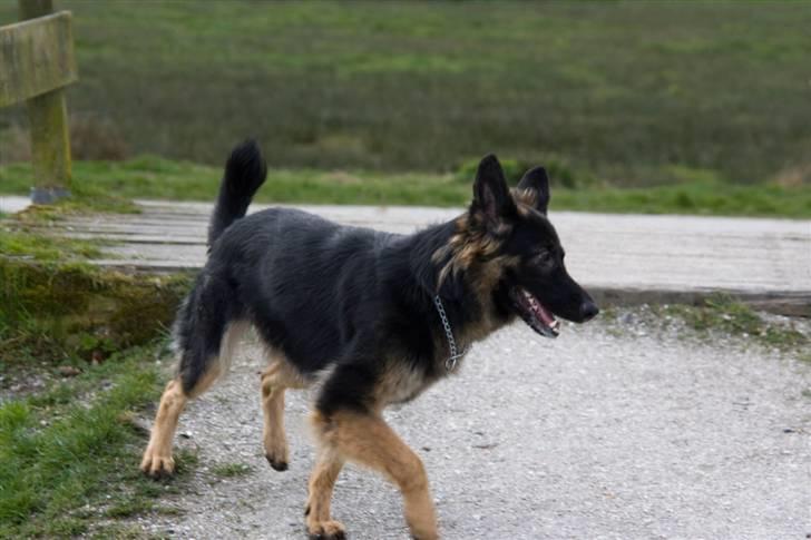 Schæferhund Gwen Von Haus Lenox billede 4