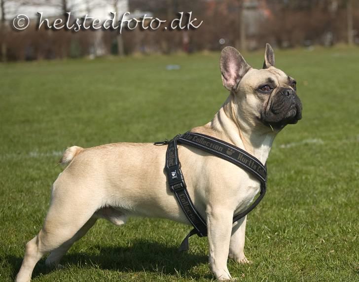 Fransk bulldog Elvis billede 10