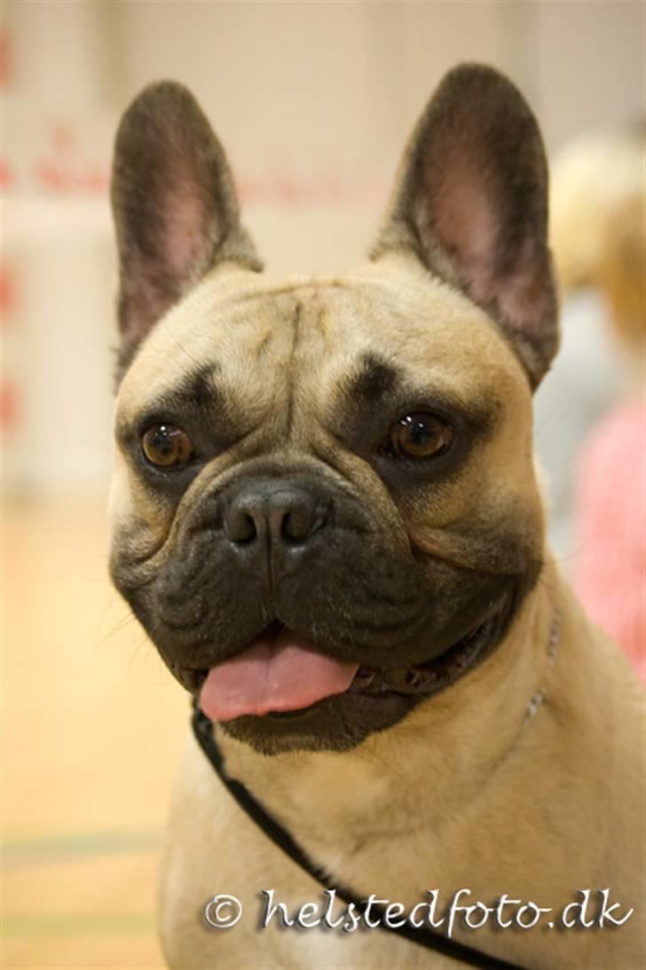 Fransk bulldog Elvis billede 11