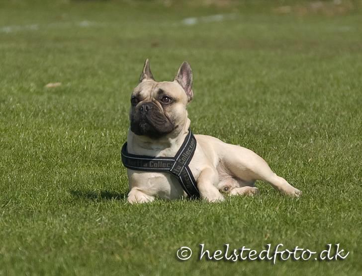 Fransk bulldog Elvis billede 12