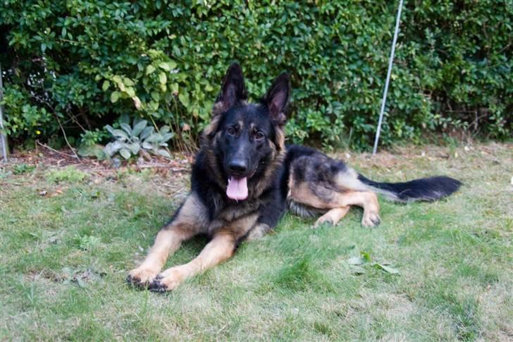 Schæferhund Gwen Von Haus Lenox billede 5