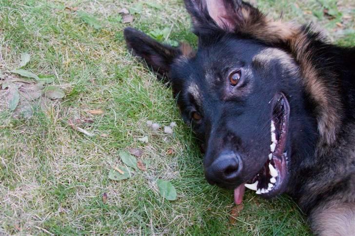 Schæferhund Gwen Von Haus Lenox billede 6