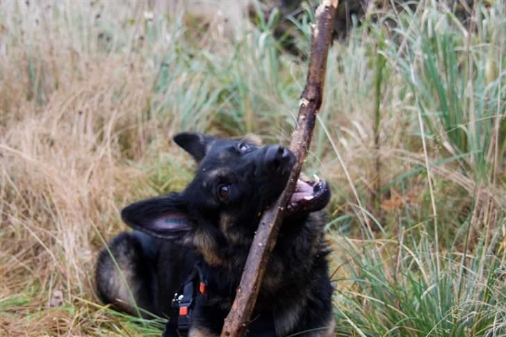 Schæferhund Gwen Von Haus Lenox billede 7
