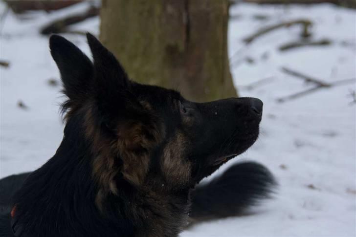 Schæferhund Gwen Von Haus Lenox billede 8