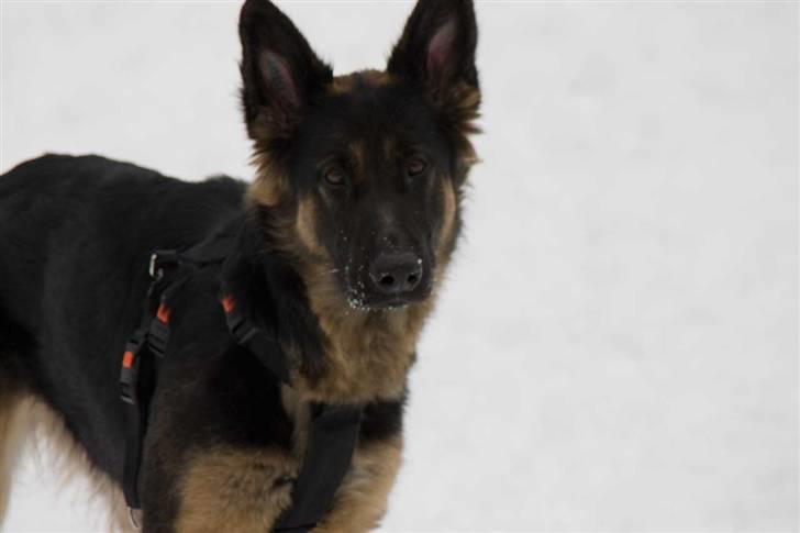 Schæferhund Gwen Von Haus Lenox billede 9