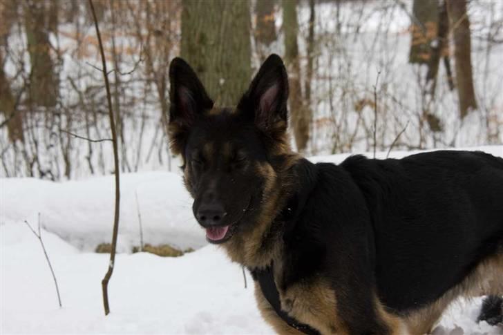Schæferhund Gwen Von Haus Lenox billede 10