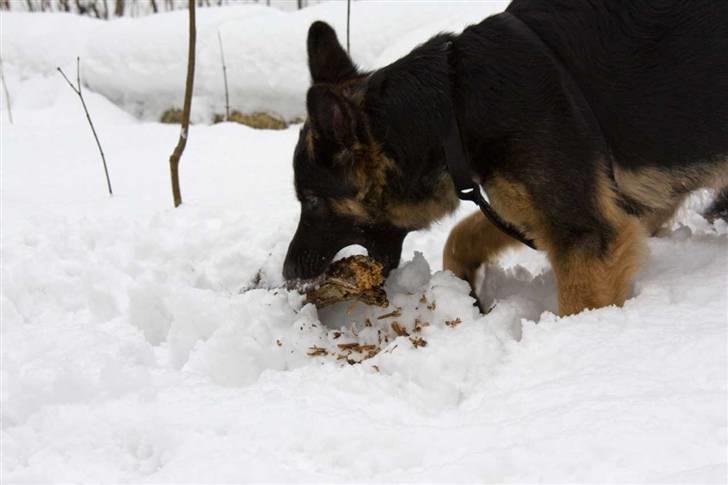 Schæferhund Gwen Von Haus Lenox billede 11