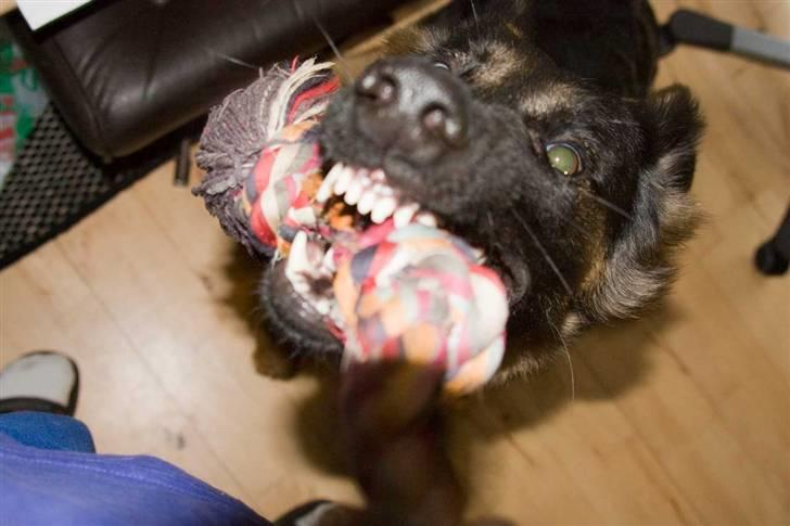 Schæferhund Gwen Von Haus Lenox billede 12