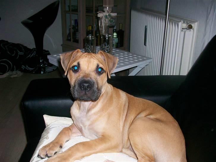 Amerikansk staffordshire terrier Kicha billede 5