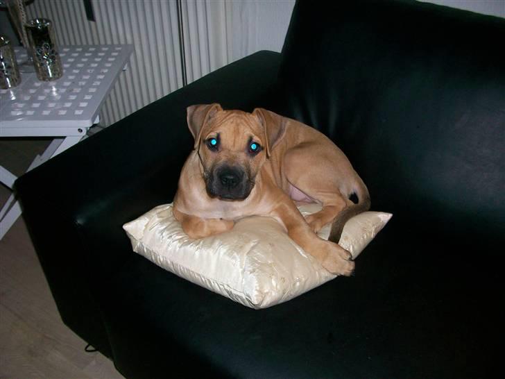 Amerikansk staffordshire terrier Kicha billede 6