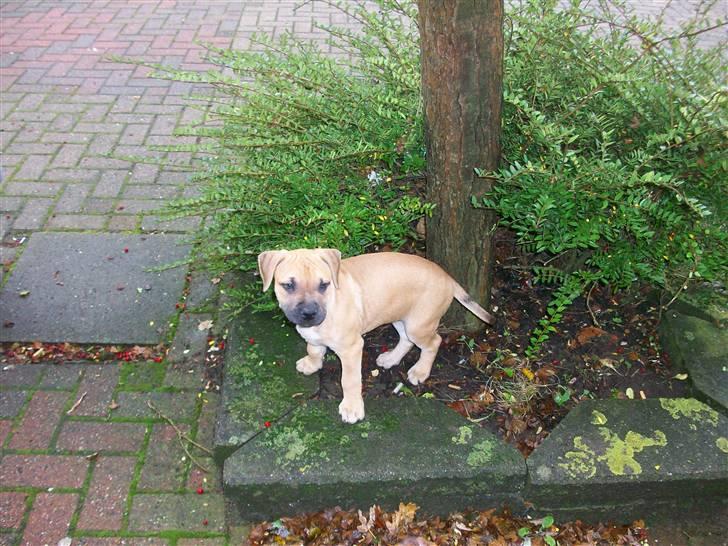 Amerikansk staffordshire terrier Kicha billede 7