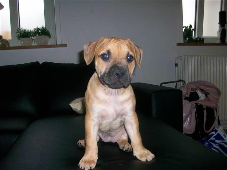 Amerikansk staffordshire terrier Kicha billede 8