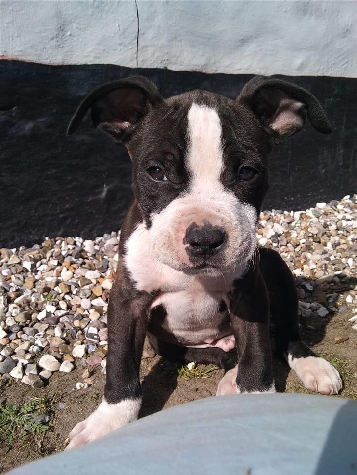 Amerikansk staffordshire terrier Tenzo billede 1