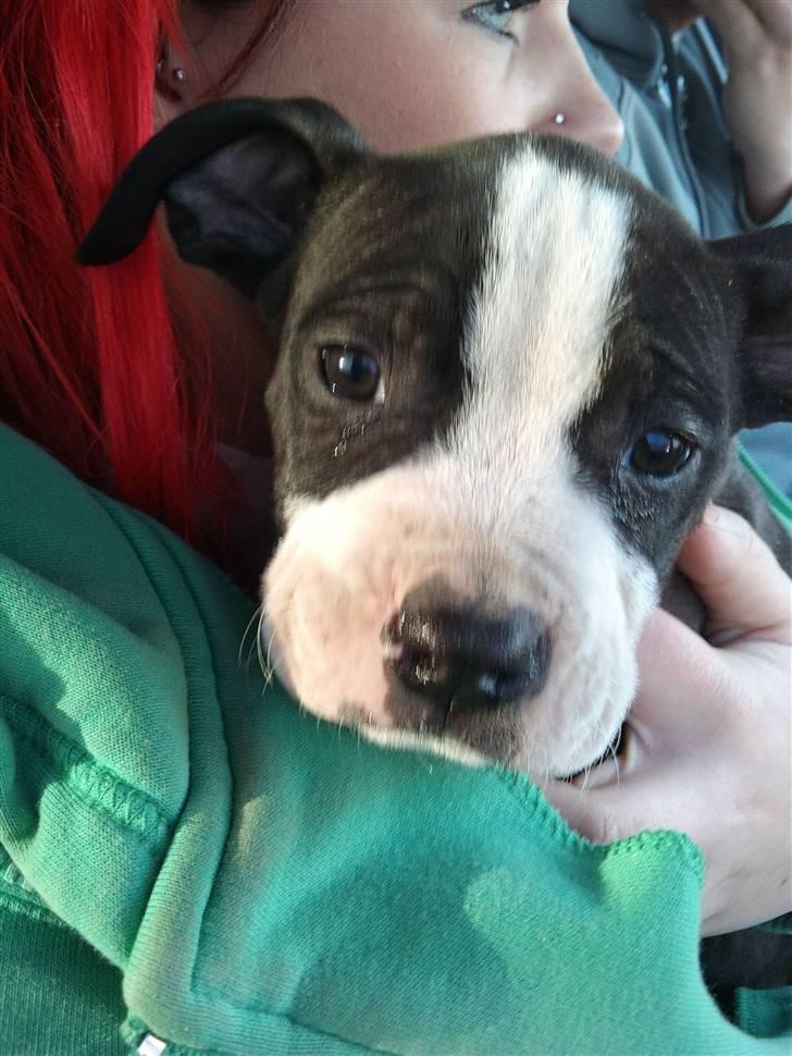 Amerikansk staffordshire terrier Tenzo billede 2