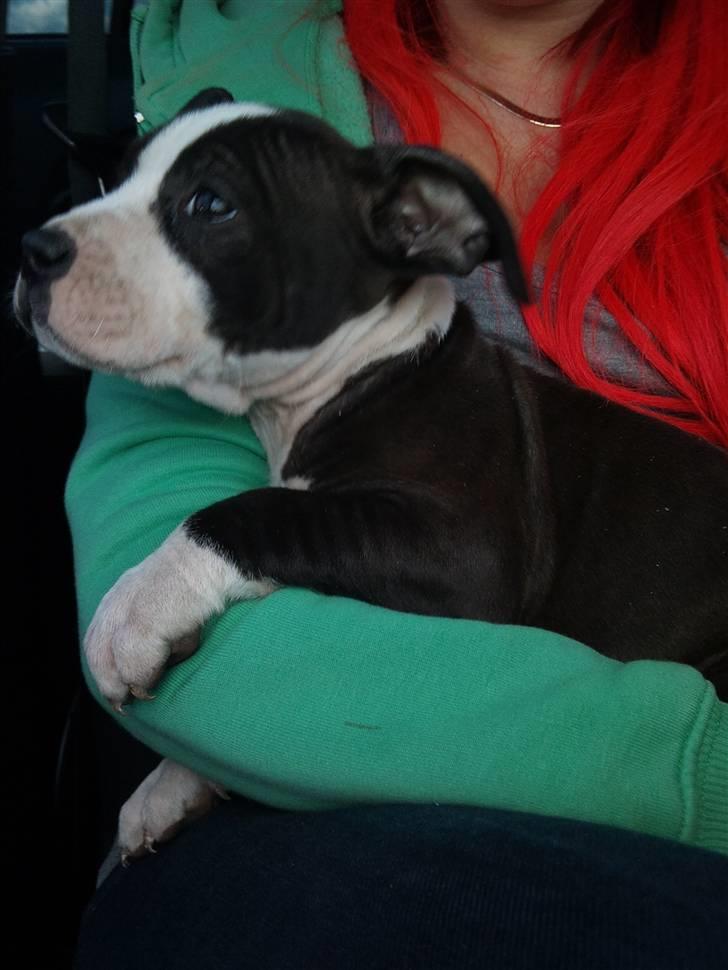 Amerikansk staffordshire terrier Tenzo billede 3