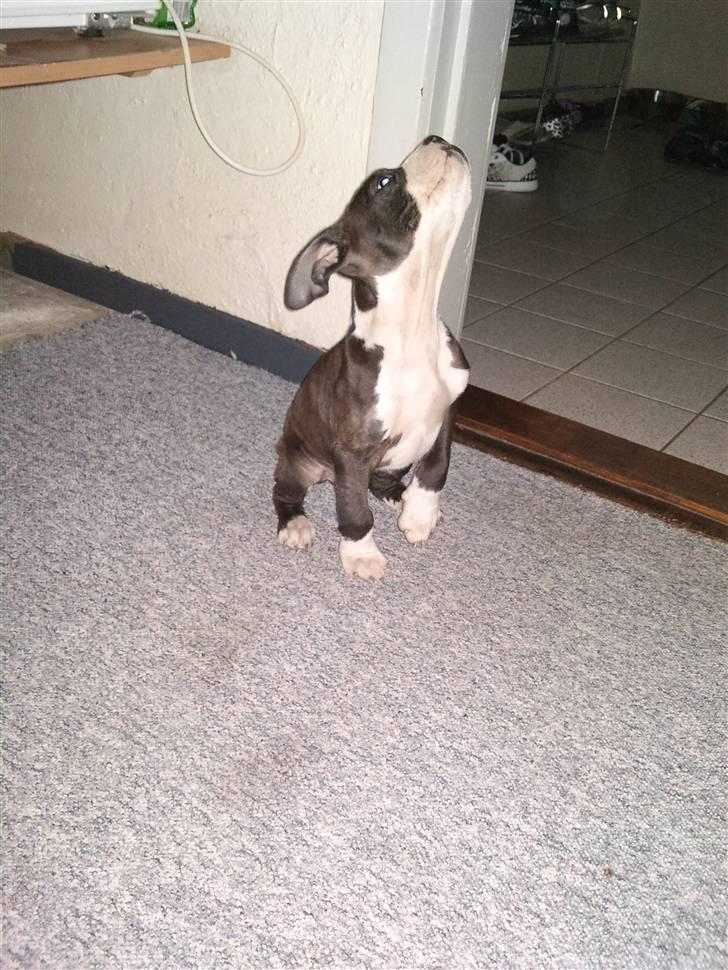 Amerikansk staffordshire terrier Tenzo billede 4