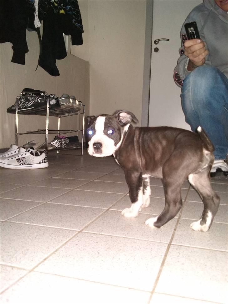 Amerikansk staffordshire terrier Tenzo billede 5